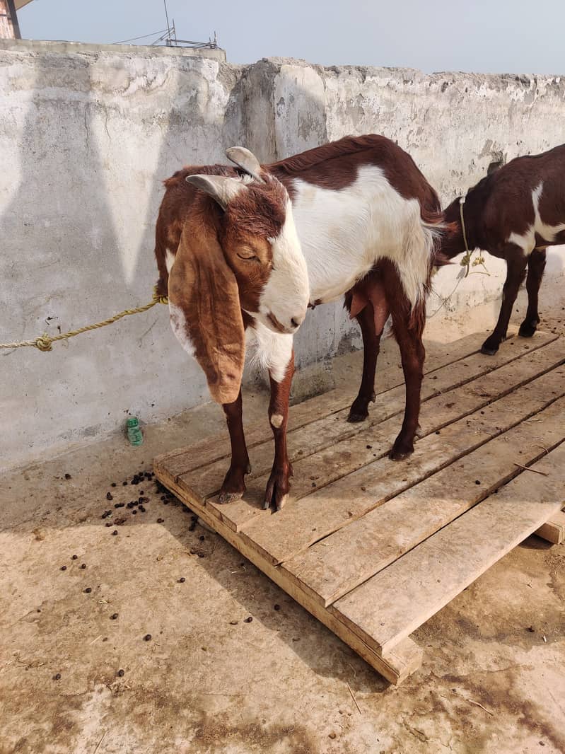 دو جوان بکریاں فار سیل 7