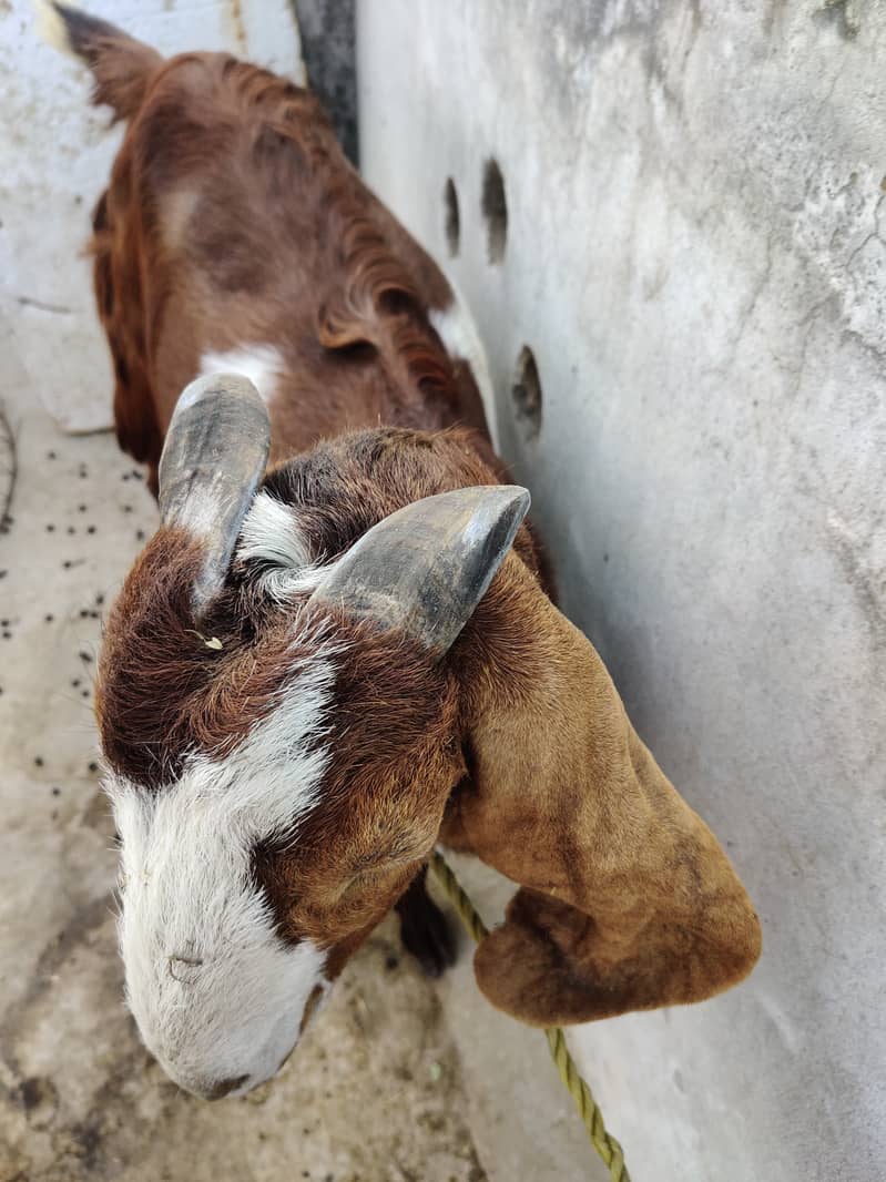 دو جوان بکریاں فار سیل 9