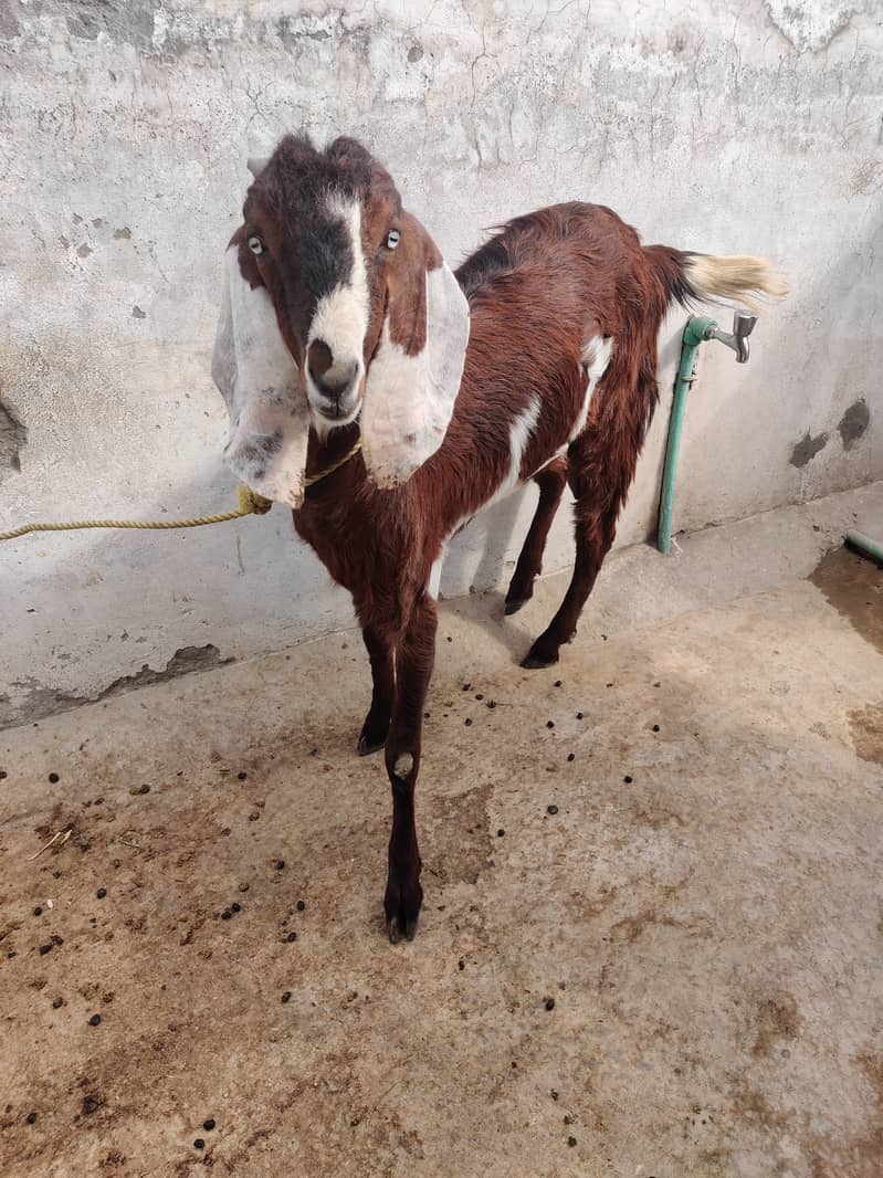 دو جوان بکریاں فار سیل 10