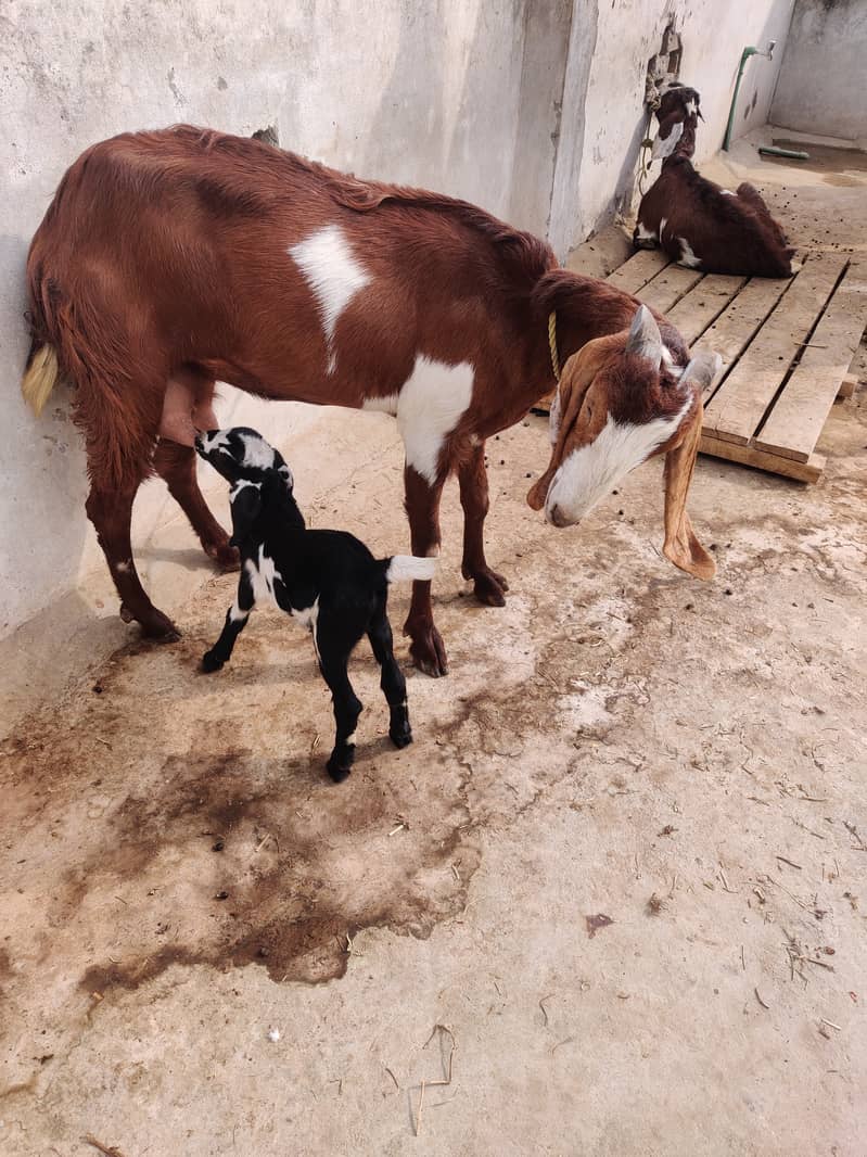 دو جوان بکریاں فار سیل 11