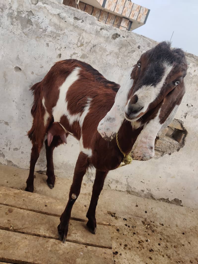 دو جوان بکریاں فار سیل 12