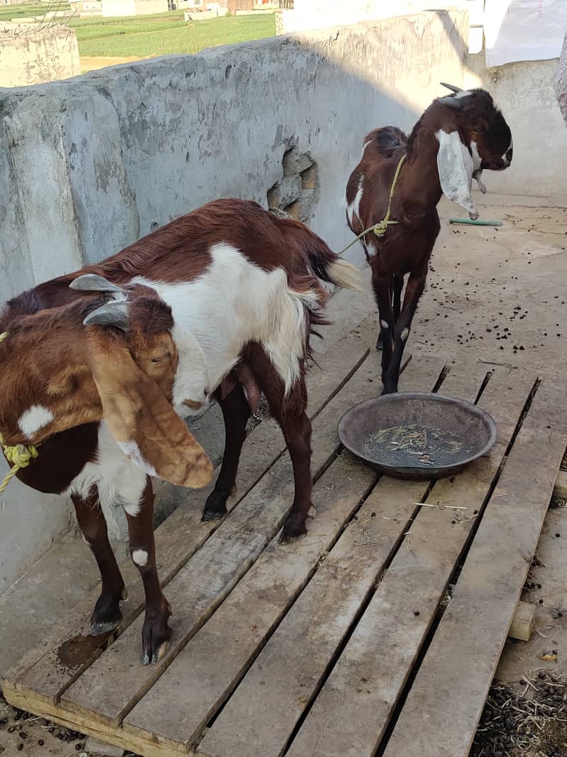 دو جوان بکریاں فار سیل 13