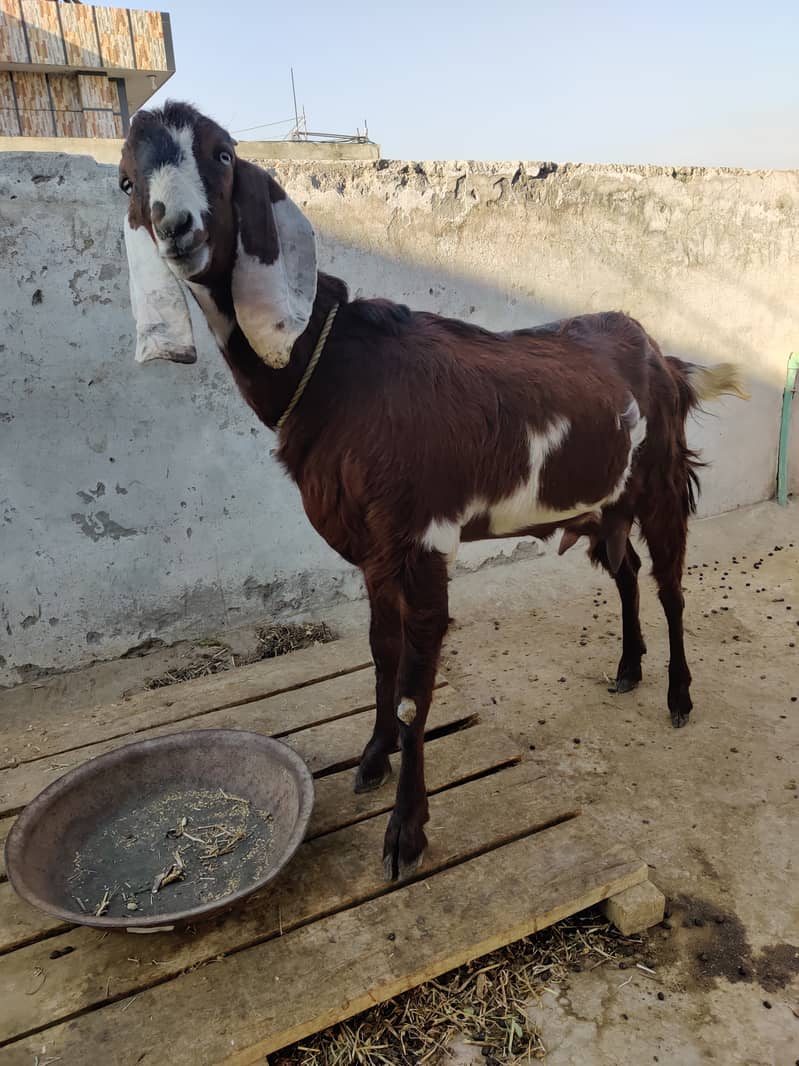 دو جوان بکریاں فار سیل 14