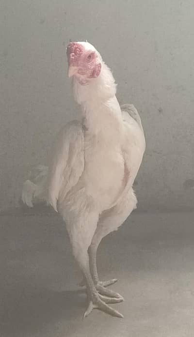 aseel shamo | shamo | white shamo | ko shamo | white aseel murgha