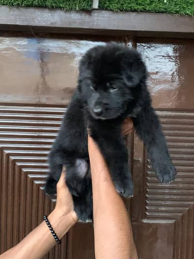 Imported mother father female puppy