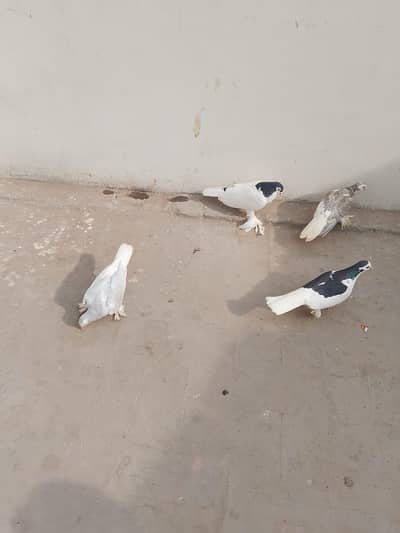 1 breeder pair sherazy or 1 patho a silver shirazy pair 3 month age