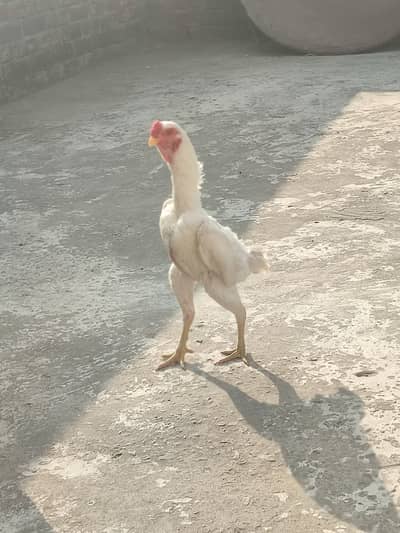 aseel shamo | shamo | white shamo | ko shamo | aseel murgha