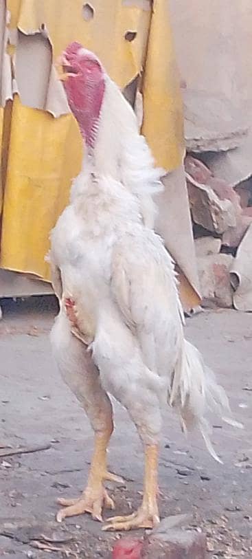 White shamoo Breeder Male for sale