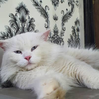 white male Himalayan cat