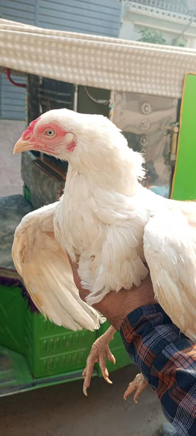 Heera Madi rampuri Madi jawa nar