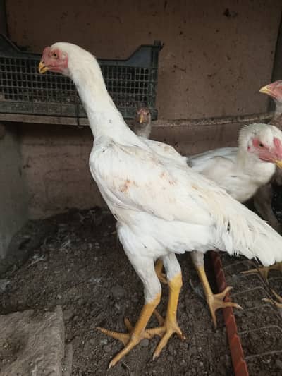 O shamo patthe / chicks / shamo / Aseel / murga / hens / male /female