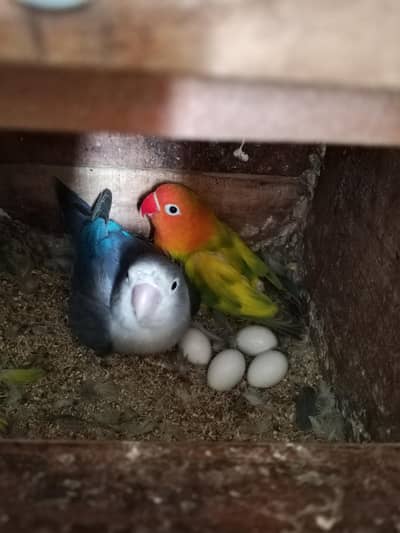 Split palefellow breeder pair for  sale