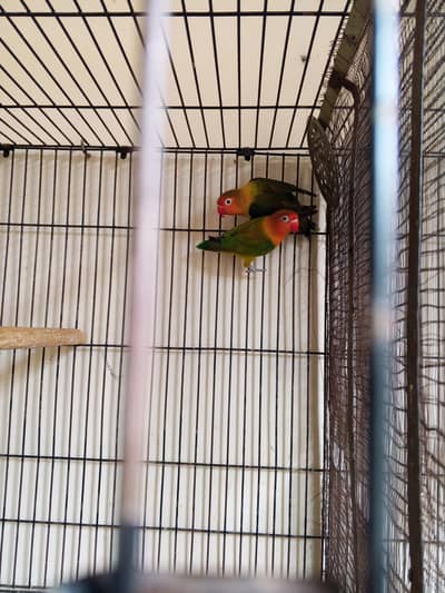Split palefellow breeder pair for  sale