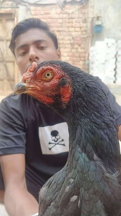 pure aseel lasani with normal price