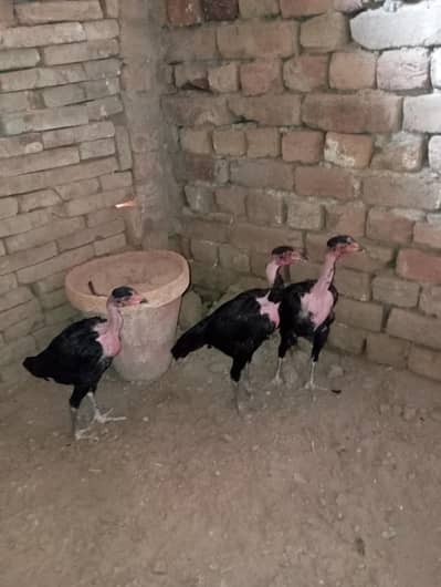 Ganjy chochy 3 piece 2 Female hy or 1 Male hy