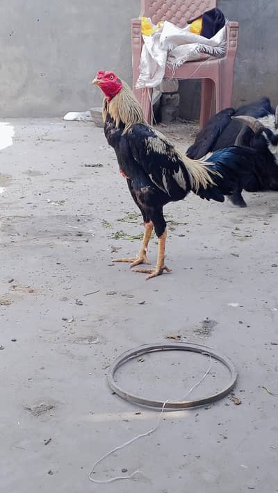 fit and healthy roster kill khelne wala murga h