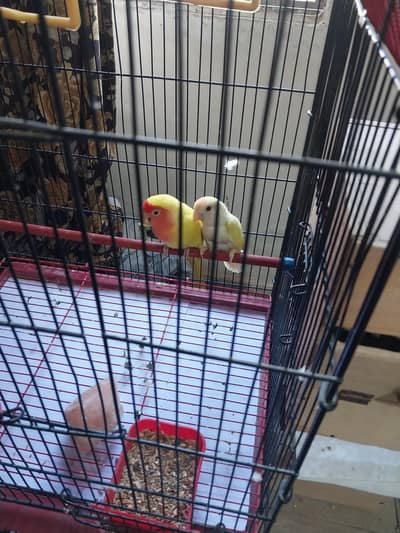 love birds (03462254952) contact number