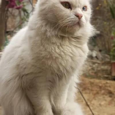 Persian cat triple coated and Blue eyes plus one baby female