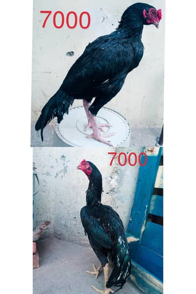 2 mushkay lasani pathay