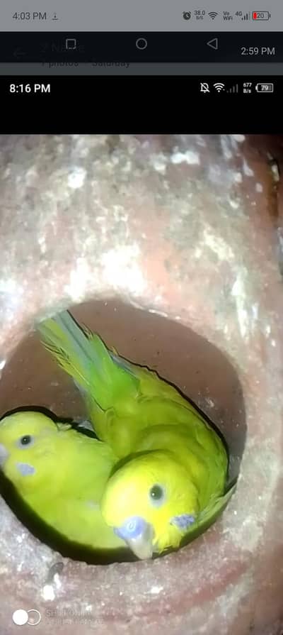 beautiful home bread budjes