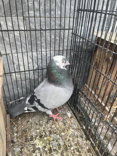 German beauty/Golden/Teddy