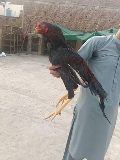 Aseel Patha and  Sindhi breader female