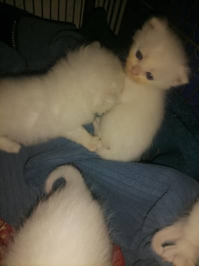 haldi and active  6000 par piec