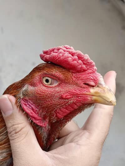 Aseel burmi . or aseel Thai