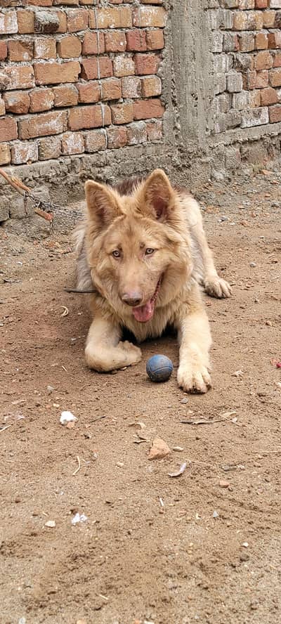 liver shepherd long coat male puppy for sale