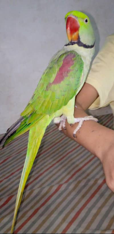 چٹکیاں بجائے والا+Raw Taking parrot