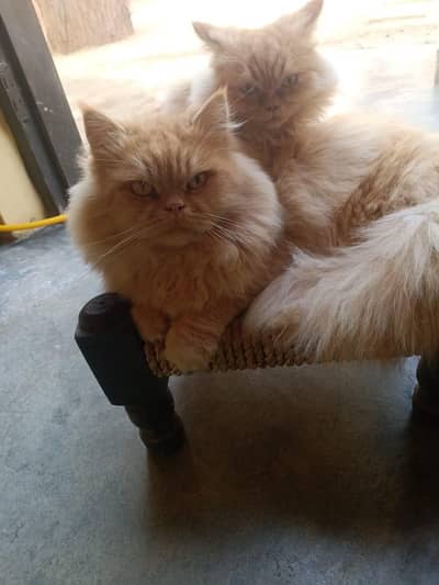 3 cats 1 male 2female