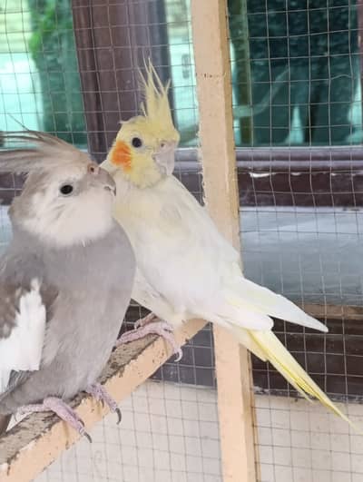 Cocktail pair, jumbo male plus female with large cage