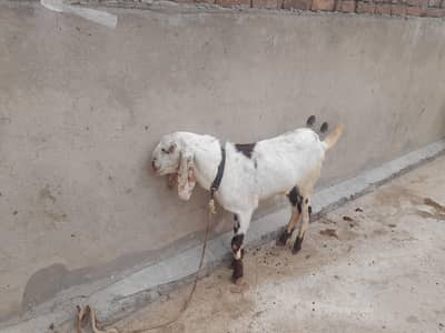 bakra for sale0334 5525583
