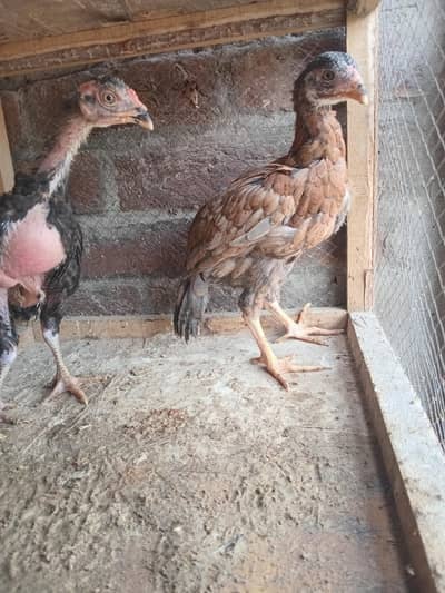 aseel mianwali chicks pair