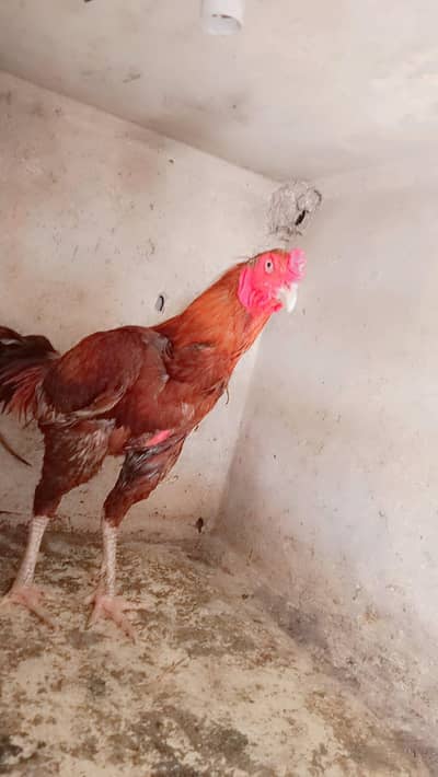 Aseel pair and chicks