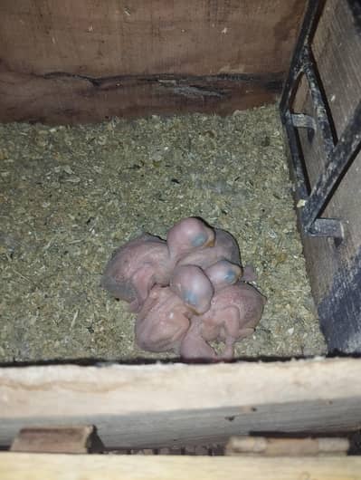 guarnted breeder pair