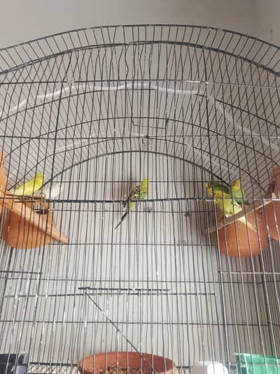 3 pair for sale fresh pieces