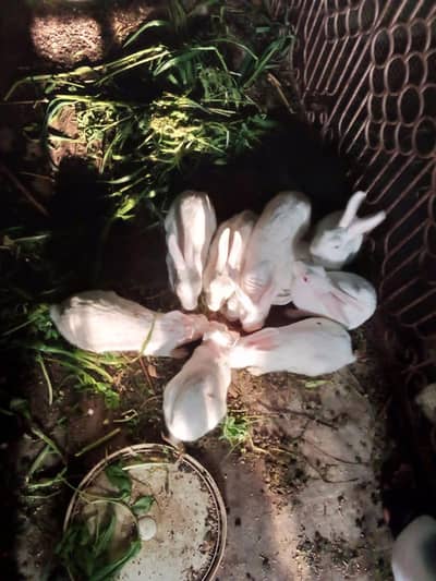mixed rabbits