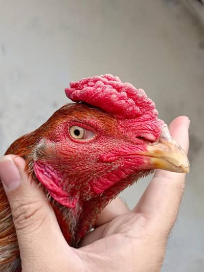 Aseel Burmi or Aseel Thai