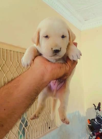 Labrador male pup for sale