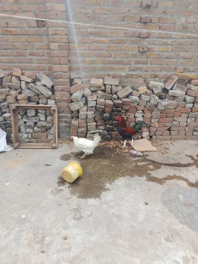 مرغا مرغی فار سیل