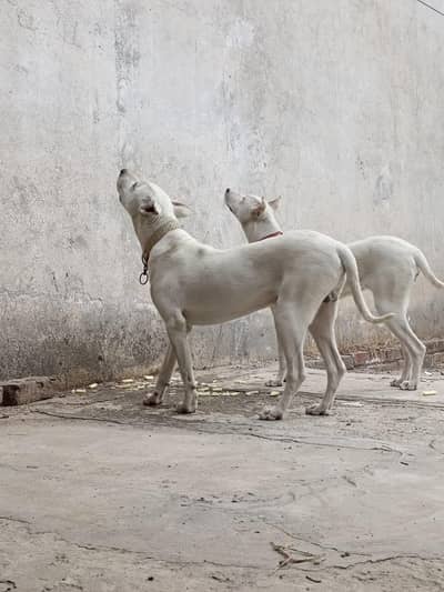 kohati guiltair pair