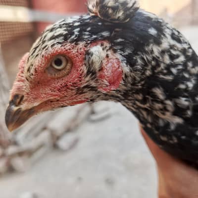 chandoor nasel ki murgi ha egg de rhi h phali dafa 03280821149