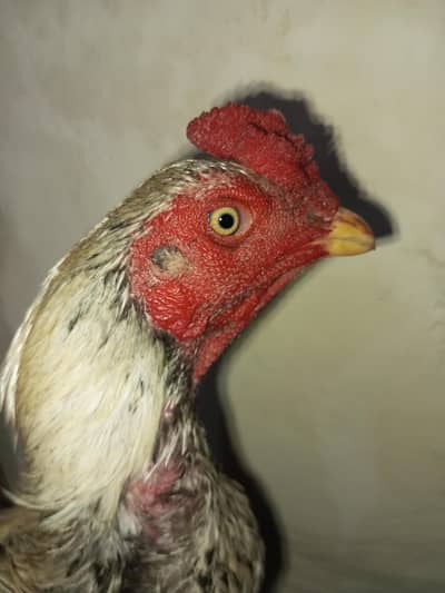 achcha murga acchi Nasha