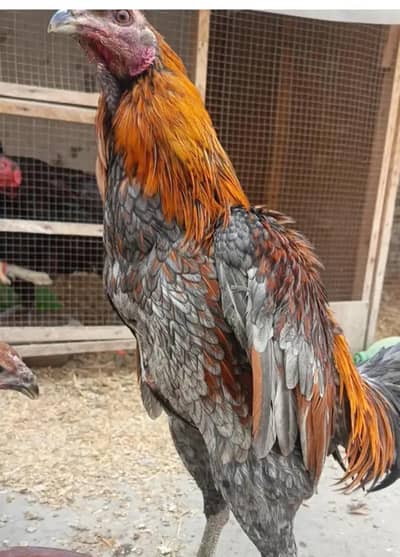 blue dragon male for sale