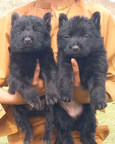 German Shepherd puppies for sale