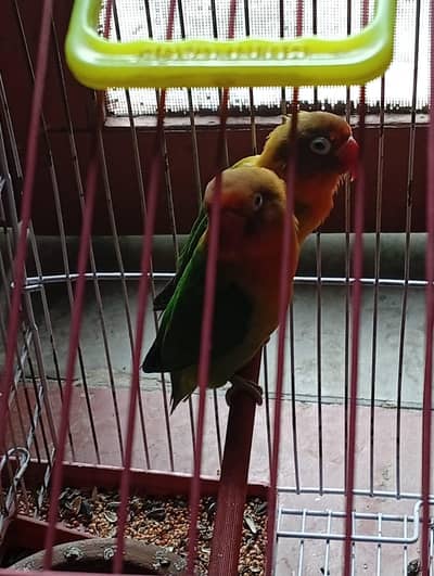 breeder love bird pair