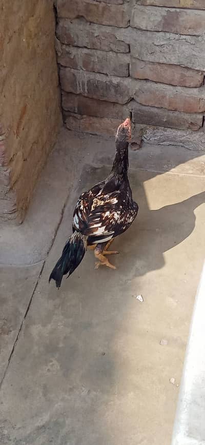 best aseel 9.5 month old Hen