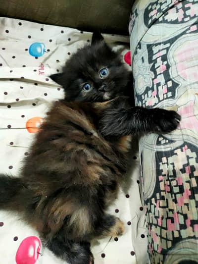 parsian black beauty male kitten