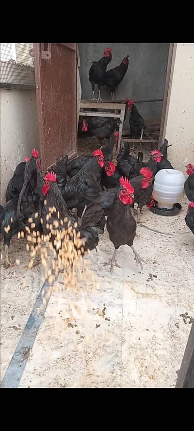 austrolope eggs and hens for sale